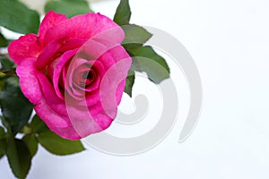 Rose on white background. Valentine\'s day concept