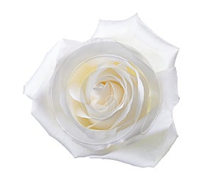 Rose of white color isolated on white background. Close-up