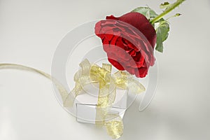 Rose and white gift box with gold ribbon.