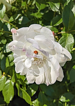 Rose white with a ladybug on the petals in the sun