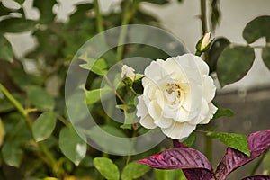 Rose with white petals, solitary flower in the garden