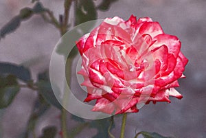 A rose with white red blossom