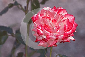 A rose with white red blossom photo
