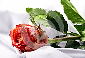 Rose on white satin.