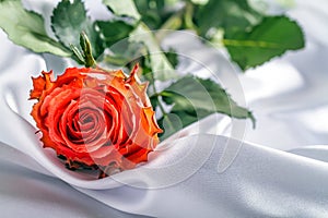 Rose on white satin.