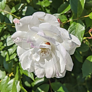 Rose white with a ladybug on the petals in the sun