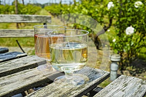 Rose and white wine tasting on vineyard in North Brabant, Netherlands