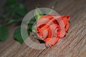 rose on wiiden background