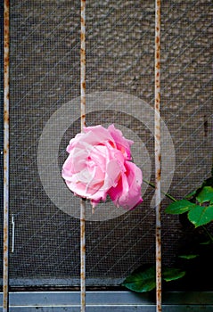 Rose on the window is taken around Tokyo. Rose is a flower which has a meaning of love.