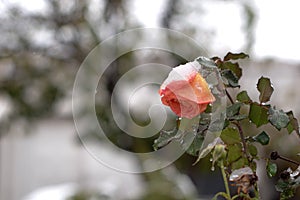 Rose in winter in the last snowfall