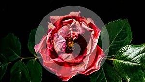 Rose withers, opening and shutting petals on bud. Spring, summer floral time lapse - pink flower withering on black