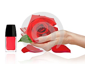 Rose in woman han, red nail polish and petals isolated on white