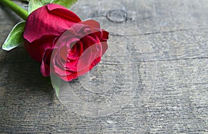 Rose on wooden background for Valentine`s Day with copy space.Valentine rose.