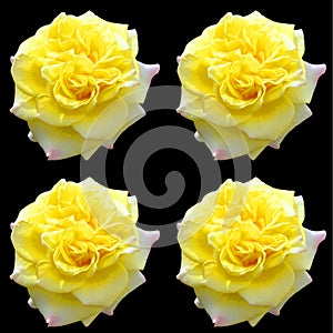 A rose is a woody perennial flowering plant of the genus Rosa,