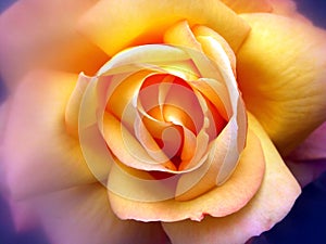 Rose yellow