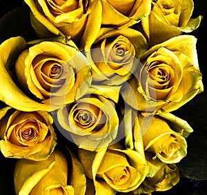 Rose, yellow, bouquet, dark brooding setting