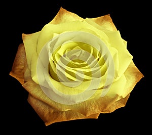 Rose yellow-orange flower on the black isolated background with clipping path. no shadows. Closeup