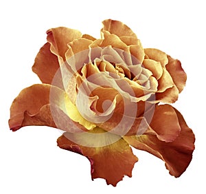 Rose yellow-orange flower on white isolated background with clipping path. Side view. Closeup.