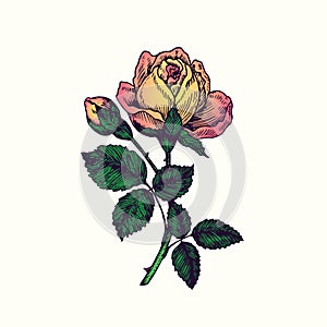 Rose yellow-pink flower, stem with thorns, leaves and blosom, hand drawn doodle, drawing in gravure style, sketch illustration