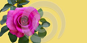 Rose on yellow. Valentine\'s day concept