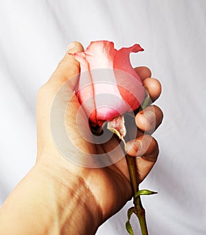 A rose in your hand photo