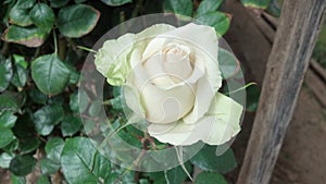 rose for your thoughts