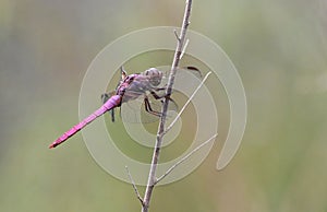 Roseate Skimmer Dragonfly Odonata at Pinckney Island National Wildlife Refuge photo