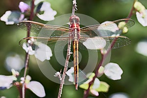 The Roseate Skimmer Orthemis ferruginea is a species dragonfly in the family Libellulidae. It is native to the Americas.