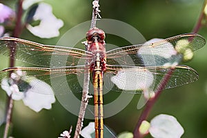 The Roseate Skimmer Orthemis ferruginea is a species dragonfly in the family Libellulidae. It is native to the Americas. photo