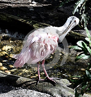 A Roseate Spoonbill 1