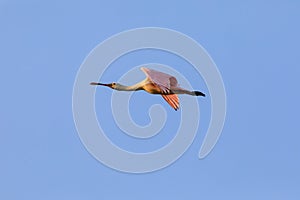 Roseate Spoonbill