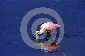 Roseate Spoonbill   14717