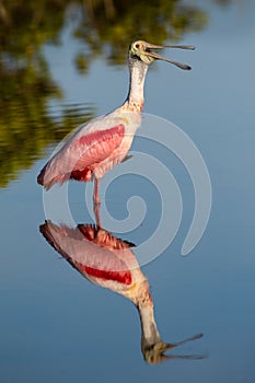 Roseate Spoonbill