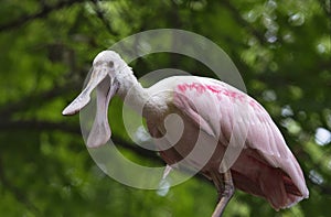 Roseate spoonbill