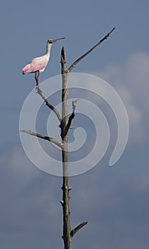 Roseate Spoonbill