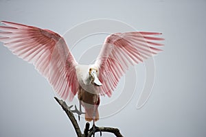 Roseate Spoonbill photo