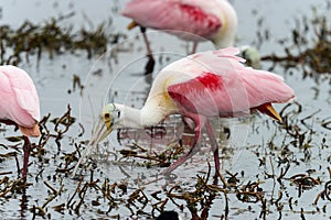 Roseate spoonbill