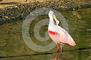 Roseate Spoonbill