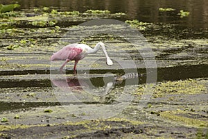 Roseate spoonbill with baby alligator at Orlando Wetlands Park