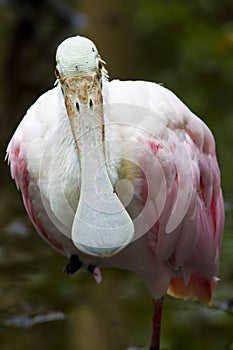 Roseate spoonbill balancing