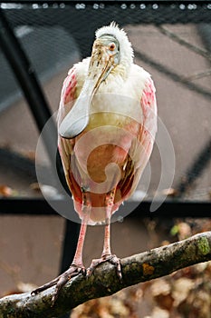 Roseate spoonbill bird