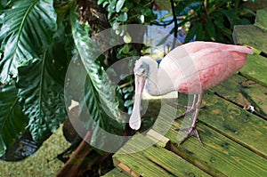 Roseate spoonbill bird