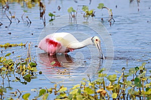 Roseate spoonbill bird in Orlando wetlands hunting for fish photo
