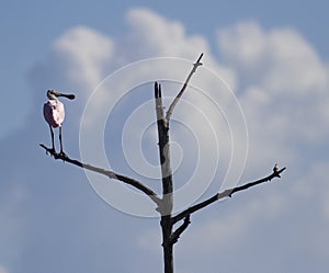 Roseate Spoonbill bird