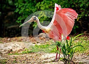 Roseate Spoonbill bird