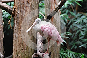 Roseate Spoonbill Bird Standing on a Tree Limb