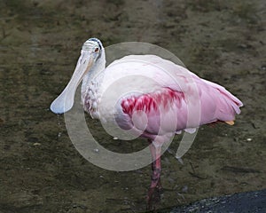 Roseate Spoonbill bird Stock Photos.  Roseate Spoonbill bird profile view. Image. Portrait. Picture