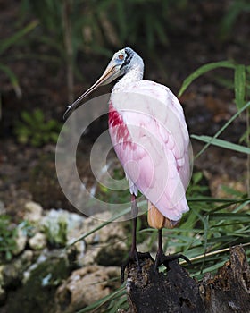 Roseate Spoonbill bird Stock Photos.  Roseate Spoonbill bird profile view. Picture. Image. Portrait. Photo