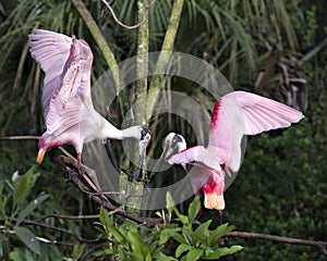 Roseate Spoonbill bird Stock Photos. Roseate Spoonbill birds close-up profile view. Image. Portrait. Picture. Couple. Love birds