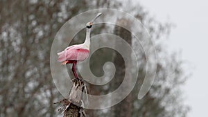 Roseate spoonbill bird on the top of tree in Florida